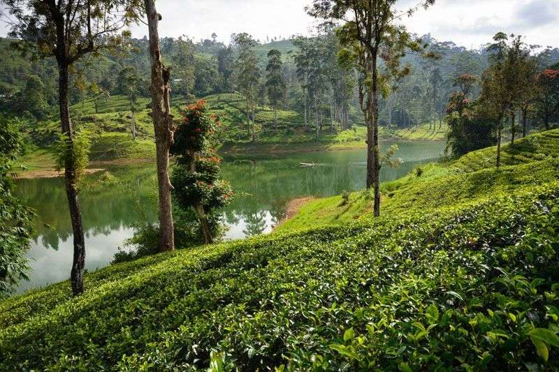 Het theegebied bij Nuwara Eliya <br>